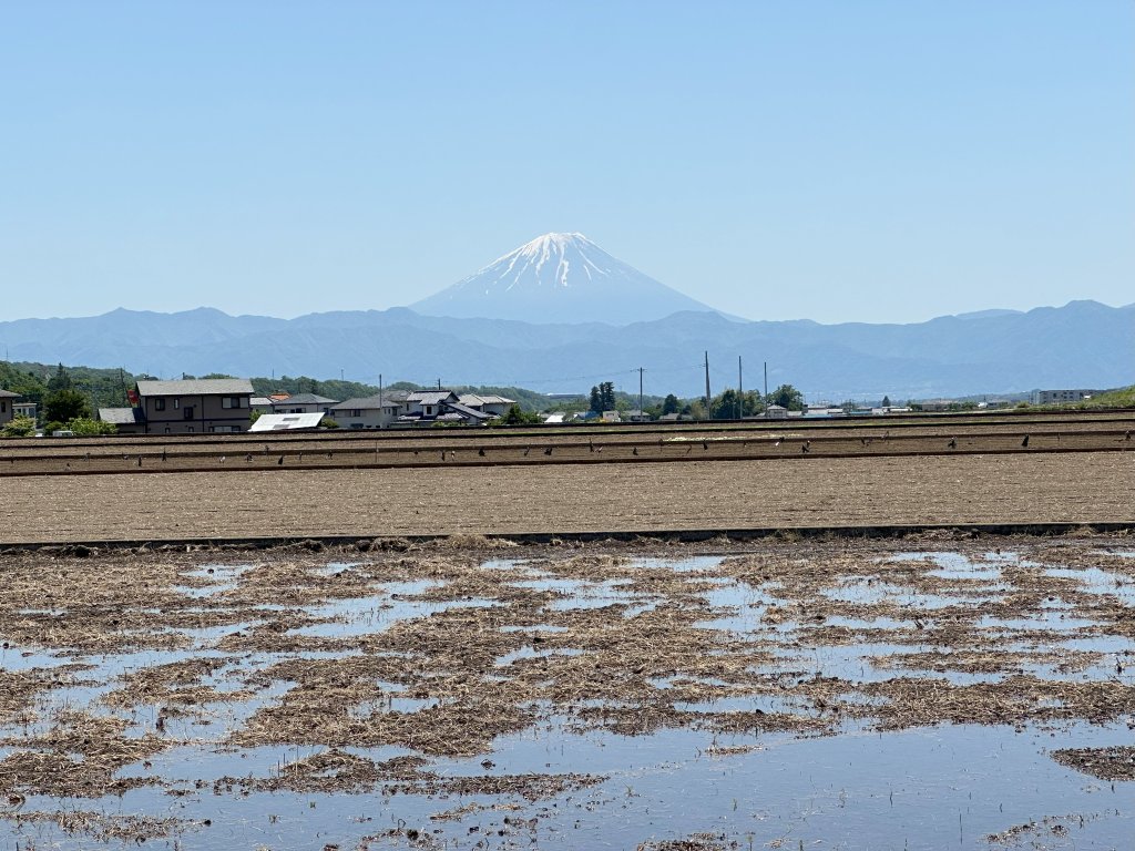 looking across fields at Mt. Fuji